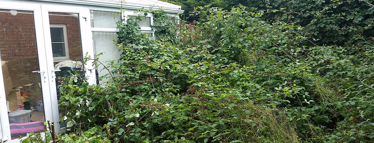 Garden Clearance (Bramble Removal)